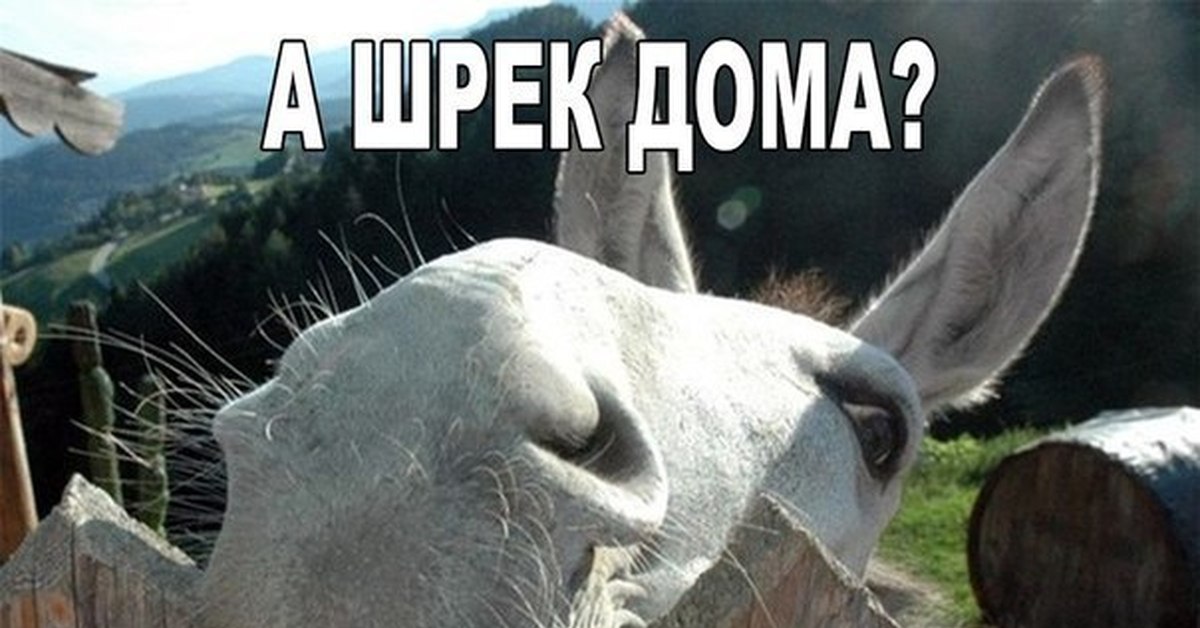 Фото а шрек дома Фото а шрек дома