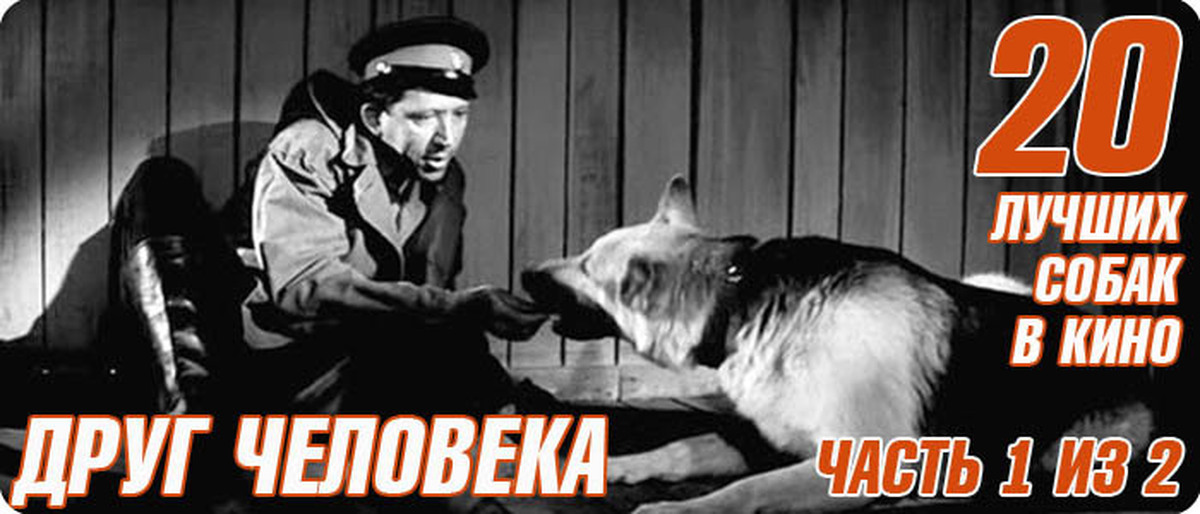 смотреть видео той терьер