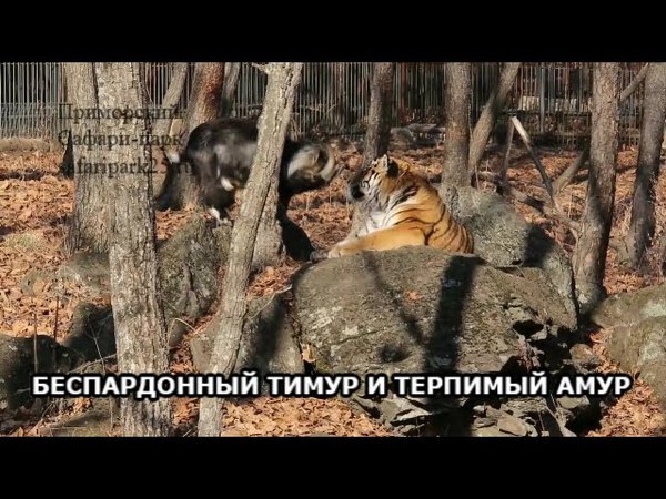 видео амур дал оплеуху тимуру видео амур дал оплеуху тимуру