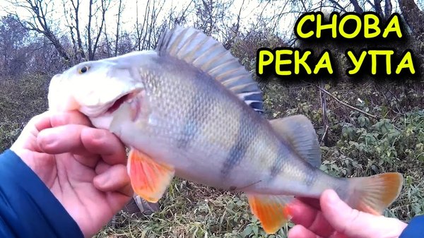 река упа отчеты о рыбалке 2016 г река упа отчеты о рыбалке 2016 г