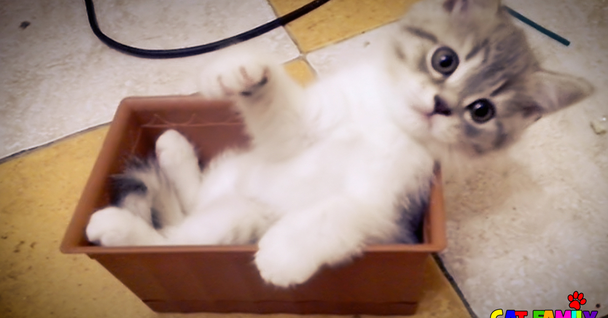 Pussy In A Box